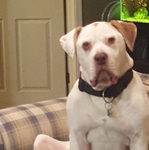 Meet your Posher, Timothy